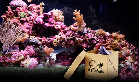 Aquanat Boxes