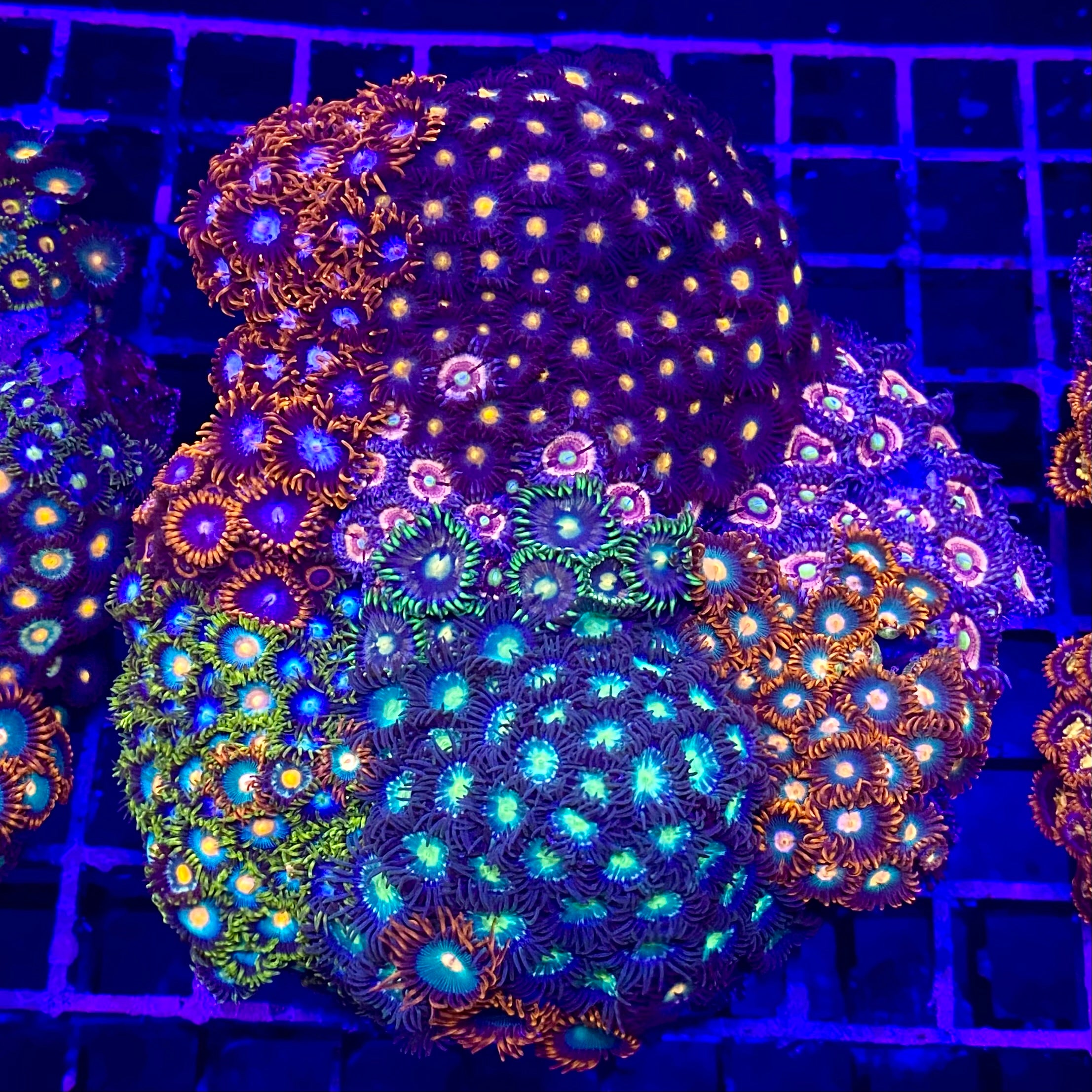 Ultra Mini Reef Zoanthid Combo