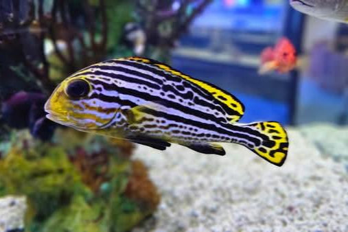 Yellow Hi-Fin Sweetlips
