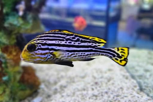 Yellow Hi-Fin Sweetlips