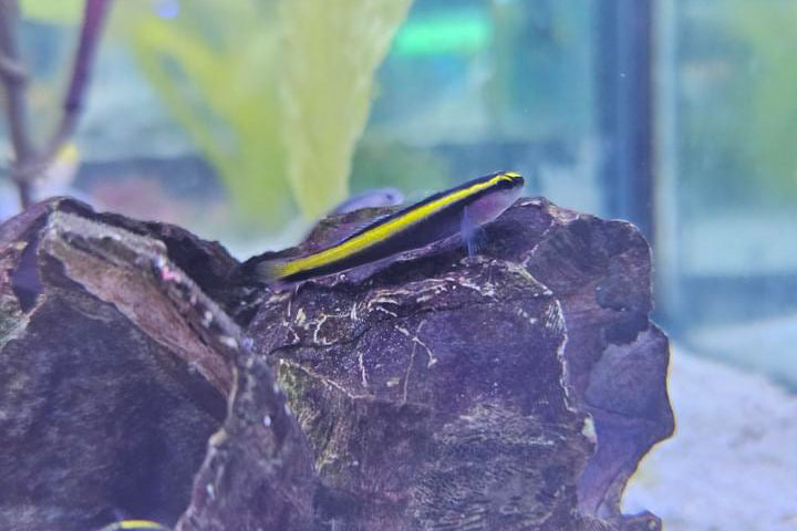 Gold Line Neon Goby