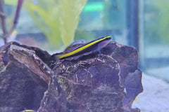 Gold Line Neon Goby