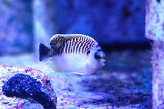 Kingi Angel