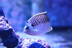 Kingi Angel