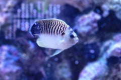 Kingi Angel