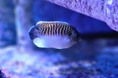 Kingi Angel
