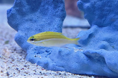 Two-Lined Monocle Bream