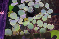 Water Lettuce