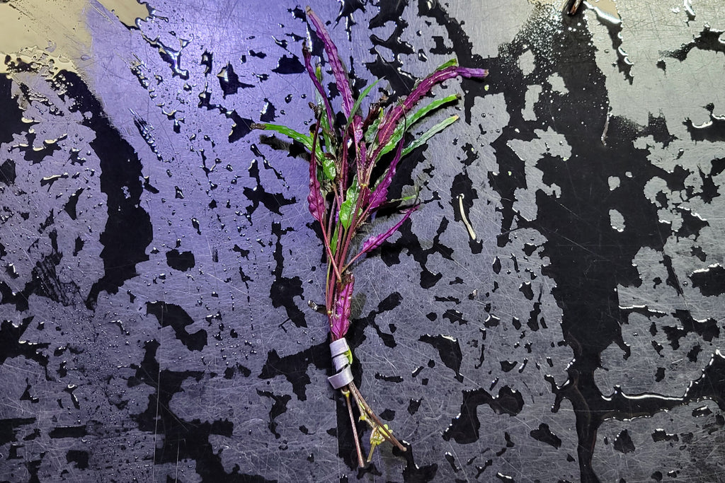 Dragon's Tongue (terrestrial)