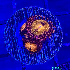 Pandora Zoanthid (3-4 polyp frag)