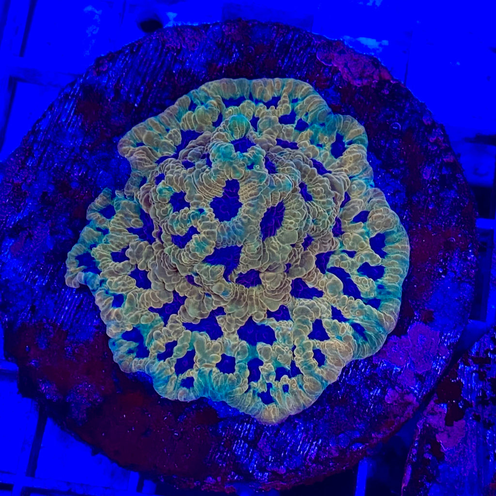 Raging Hornet Favia (3/4 Inch Frag cut to order)