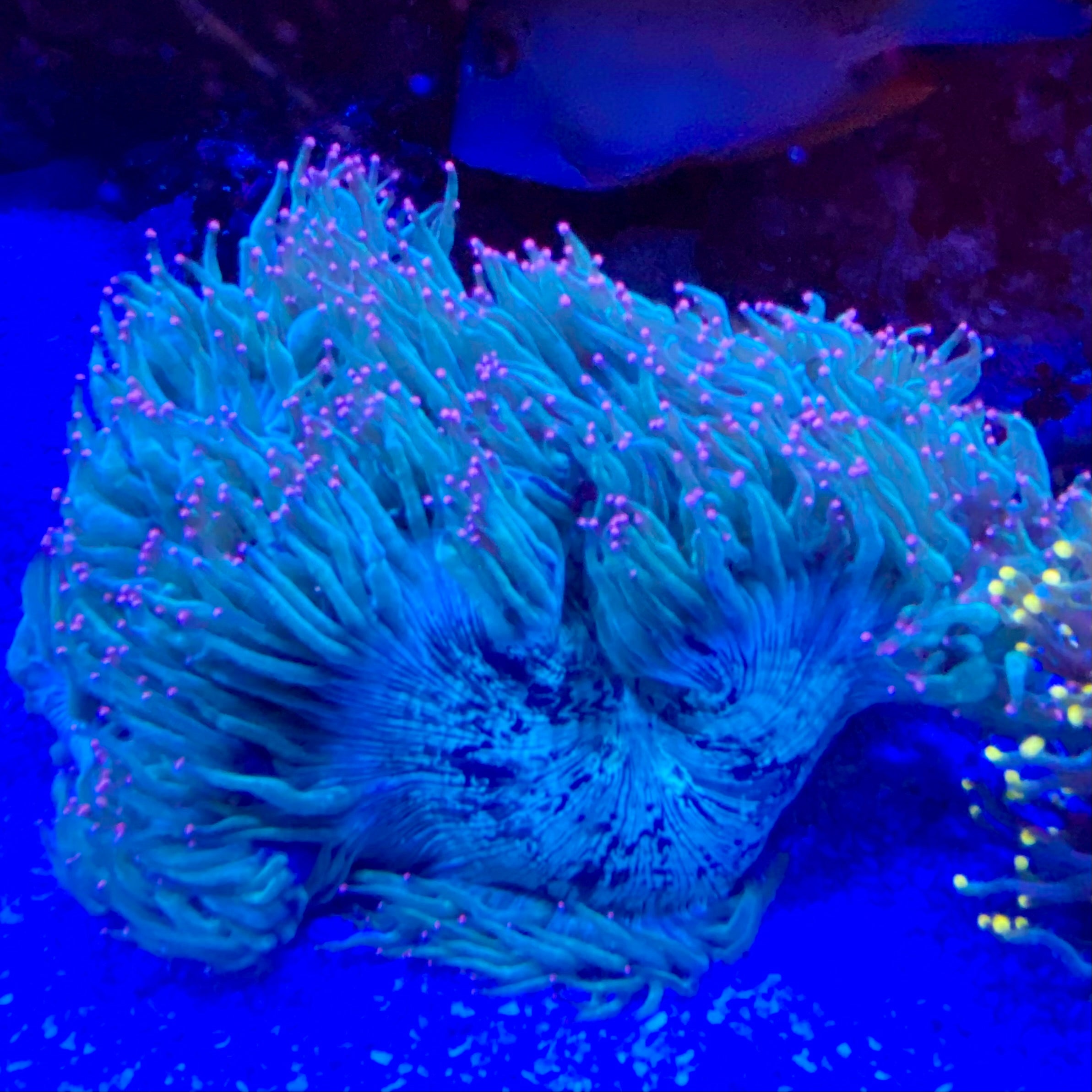 Pink Tip Elegance Coral (Catalaphyllia jardinei)