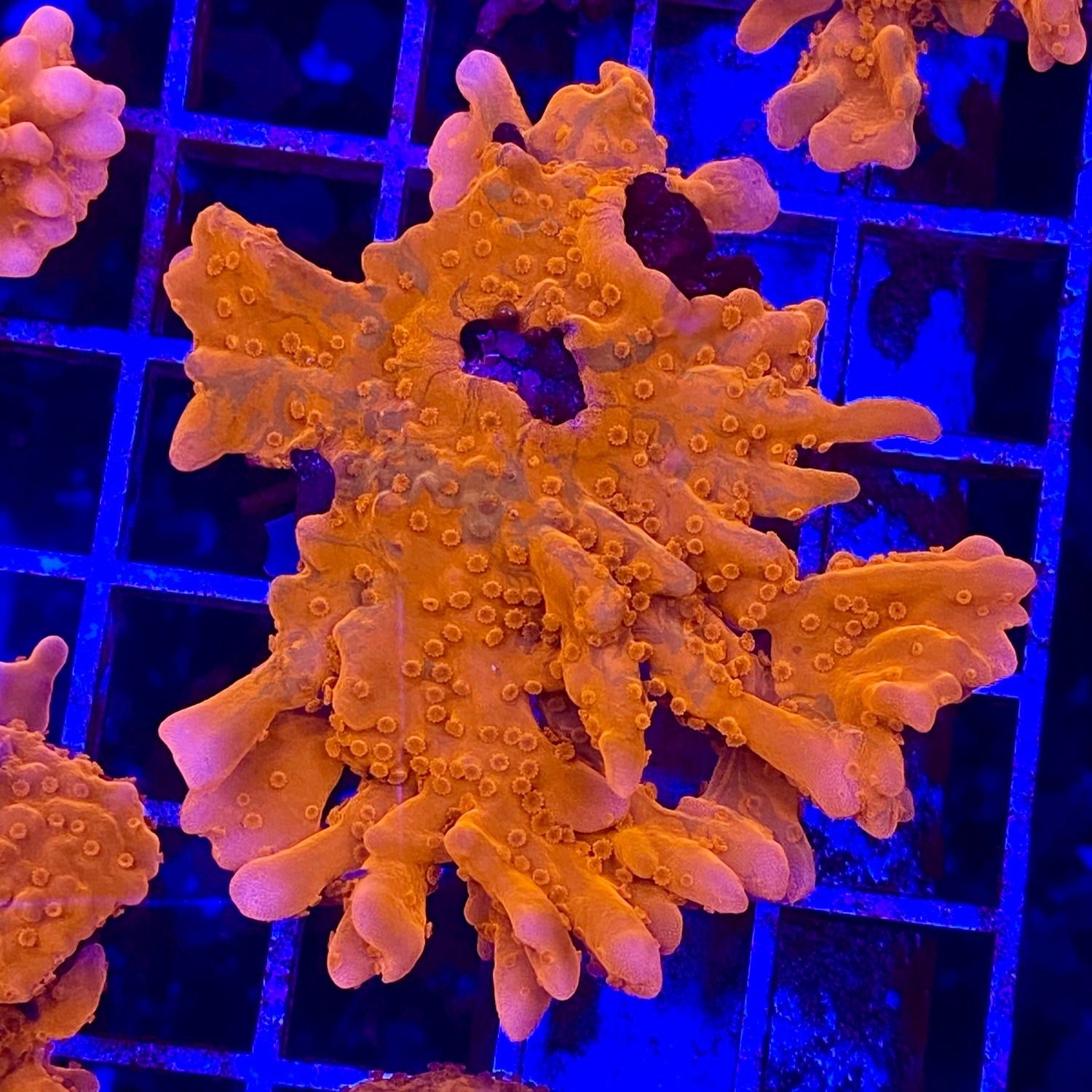 Red Montipora Setosa (1 inch Frag)