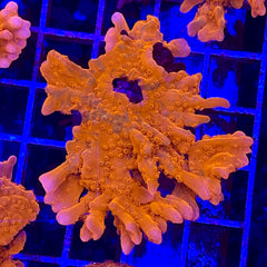 Red Montipora Setosa (1 inch Frag)