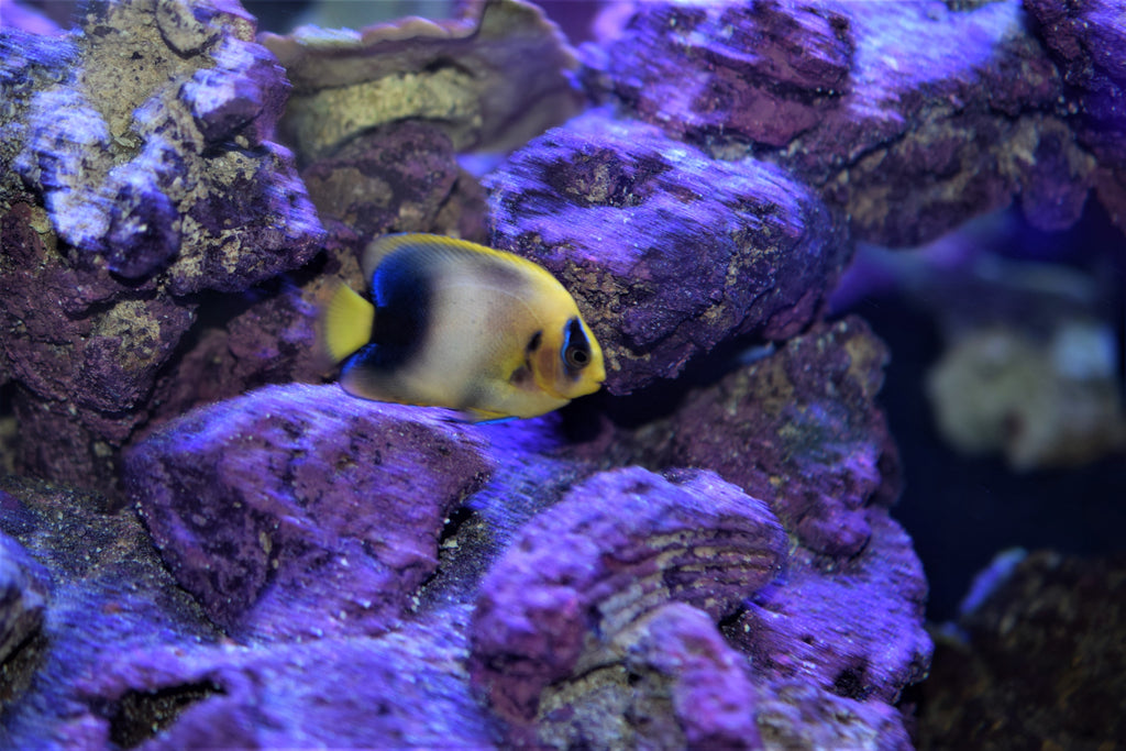 Africanus Angelfish