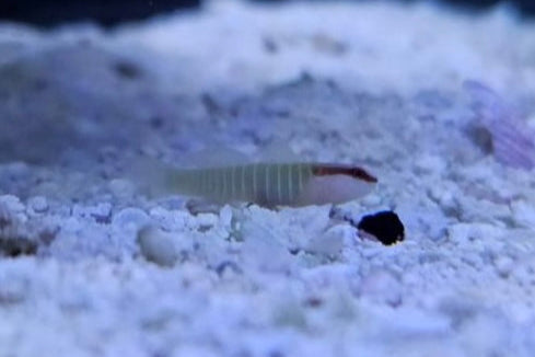 Green Banded Goby