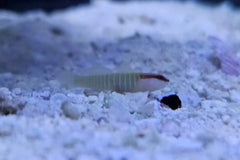 Green Banded Goby