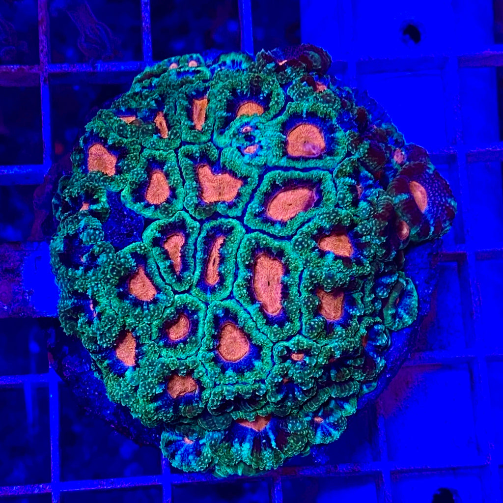 Baby’s Breath Micromussa (1 Inch Frag)