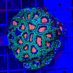Baby’s Breath Micromussa (1 Inch Frag)