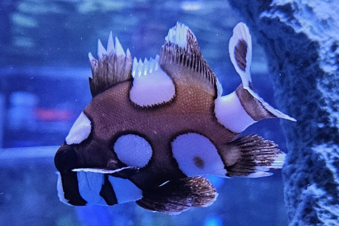 Clown Sweetlips
