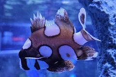 Clown Sweetlips