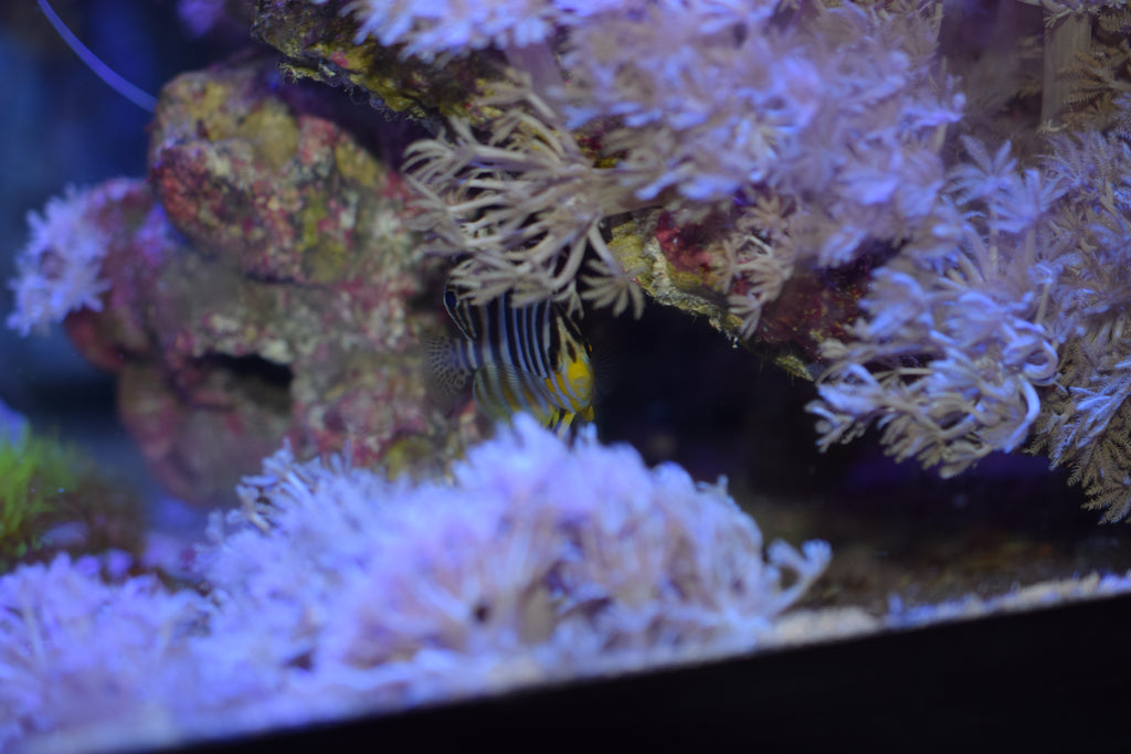 Multifasciastus Angel