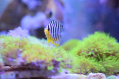 Multifasciastus Angel