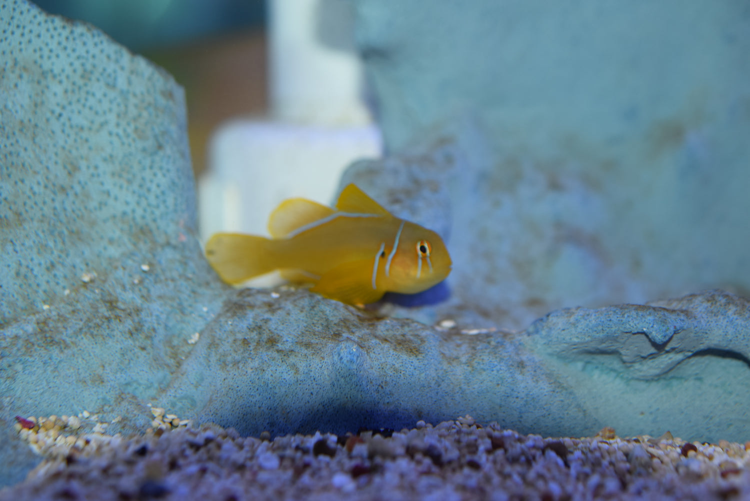 Citron Goby