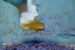 Citron Goby