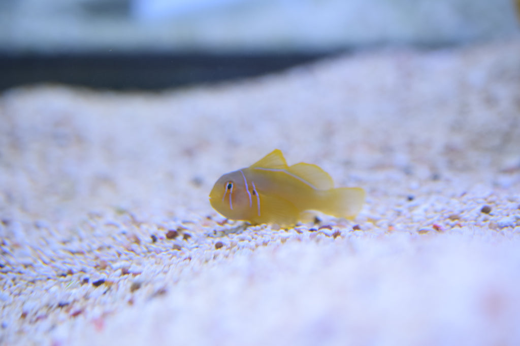 Citron Goby