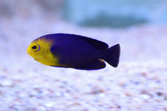 Argi Angelfish