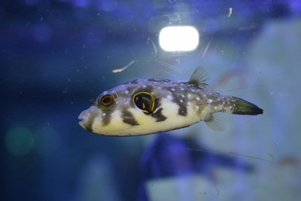 Hispidus Puffer