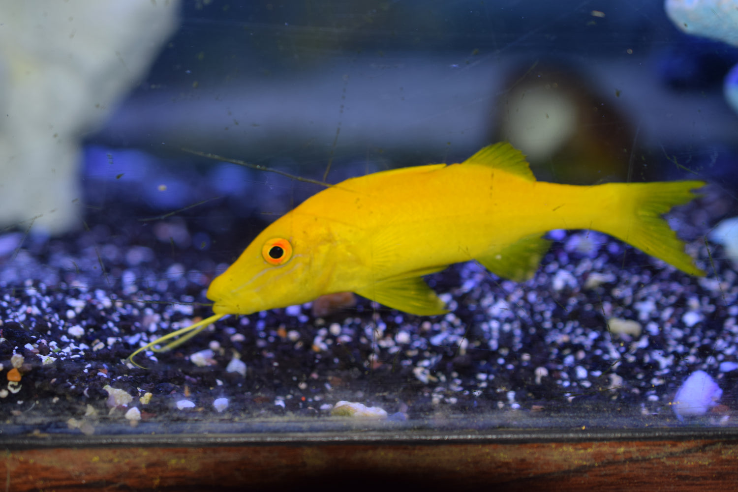 Yellow Goatfish