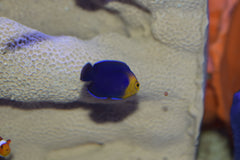 Argi Angelfish