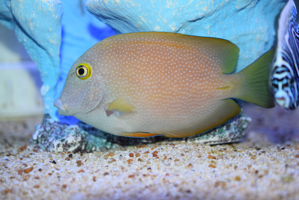 Truncatus Tang