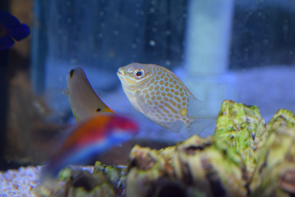 Guttatus Rabbitfish