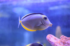 Naso Tang