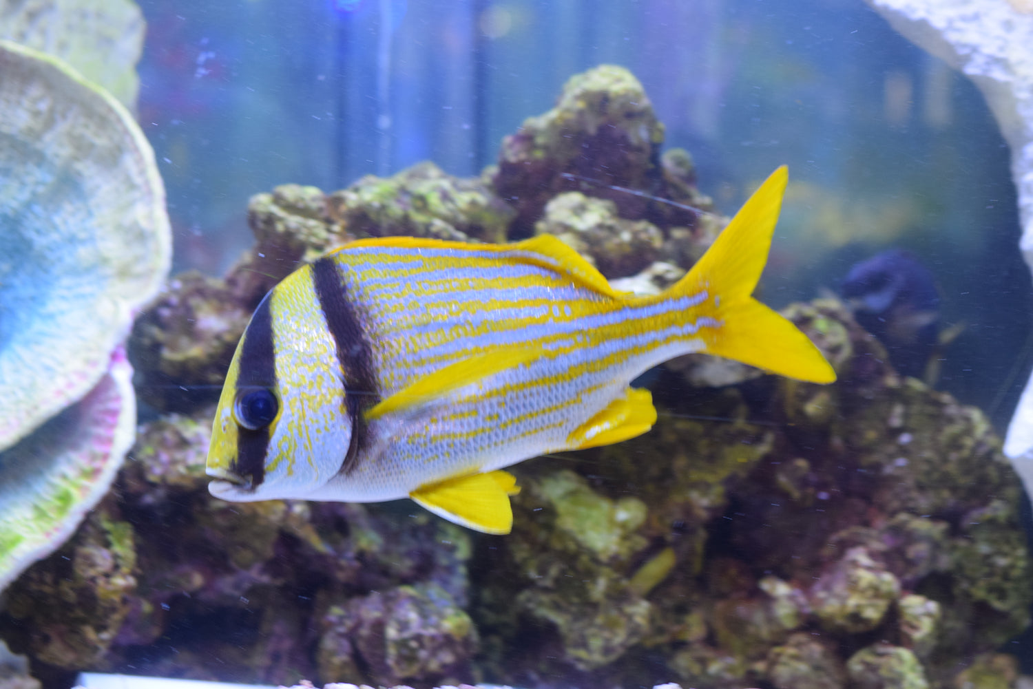 Porkfish