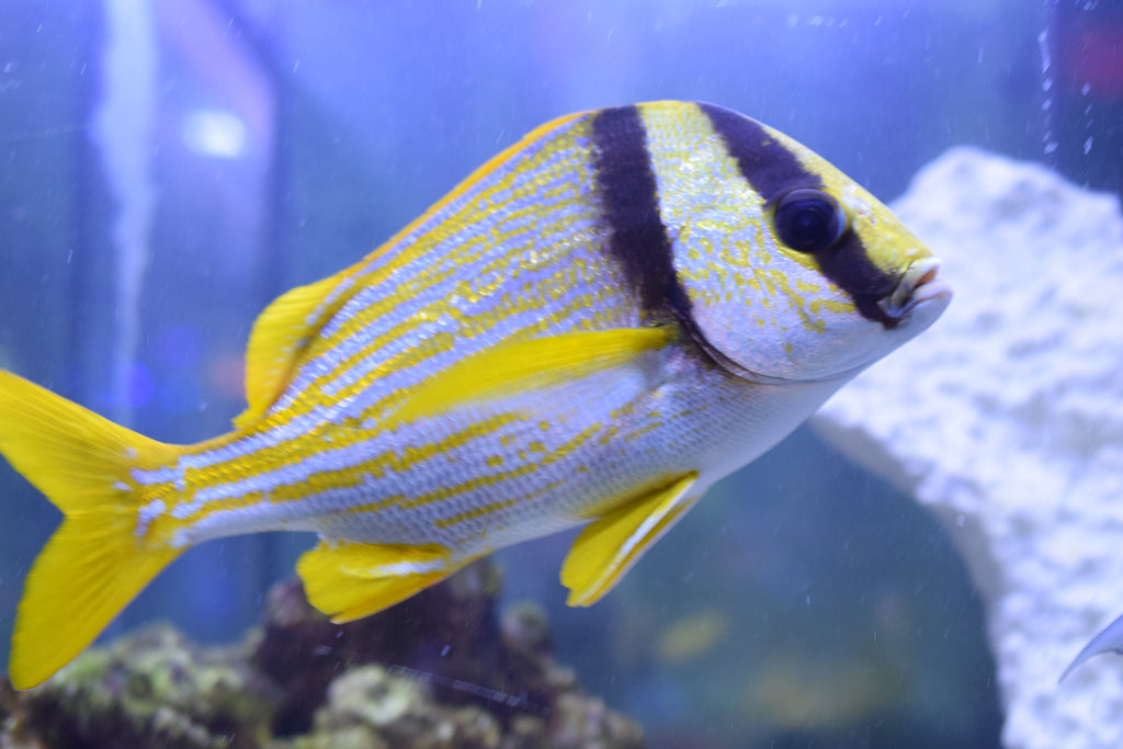 Porkfish