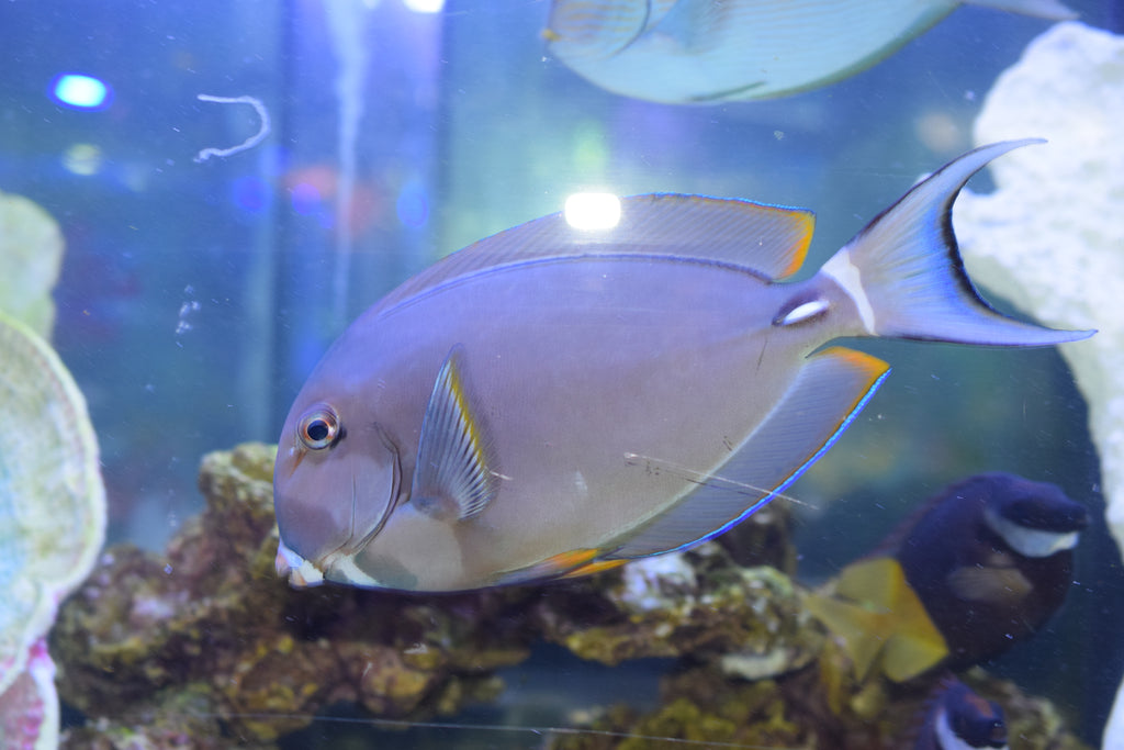 White-Spine Tang