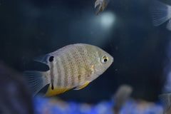 Green Severum