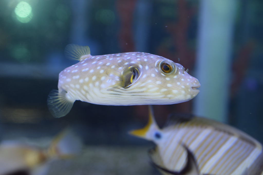Hispidus Puffer