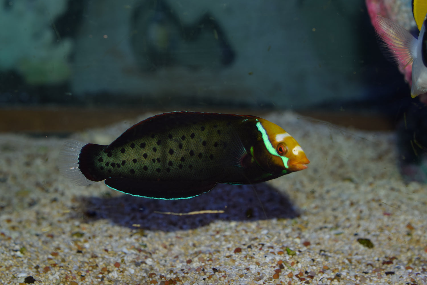 Formosa Wrasse
