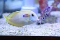 Orange Shoulder Tang