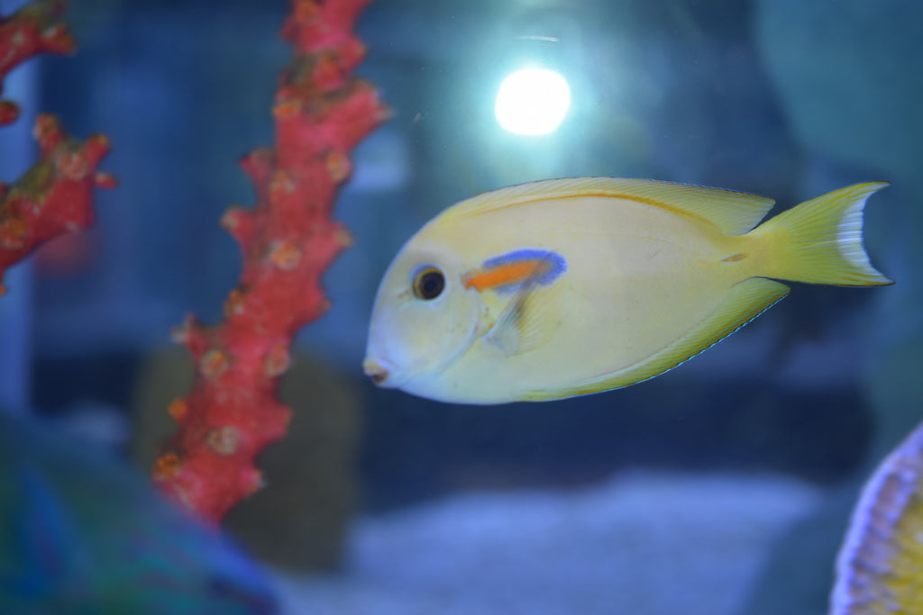 Orange Shoulder Tang