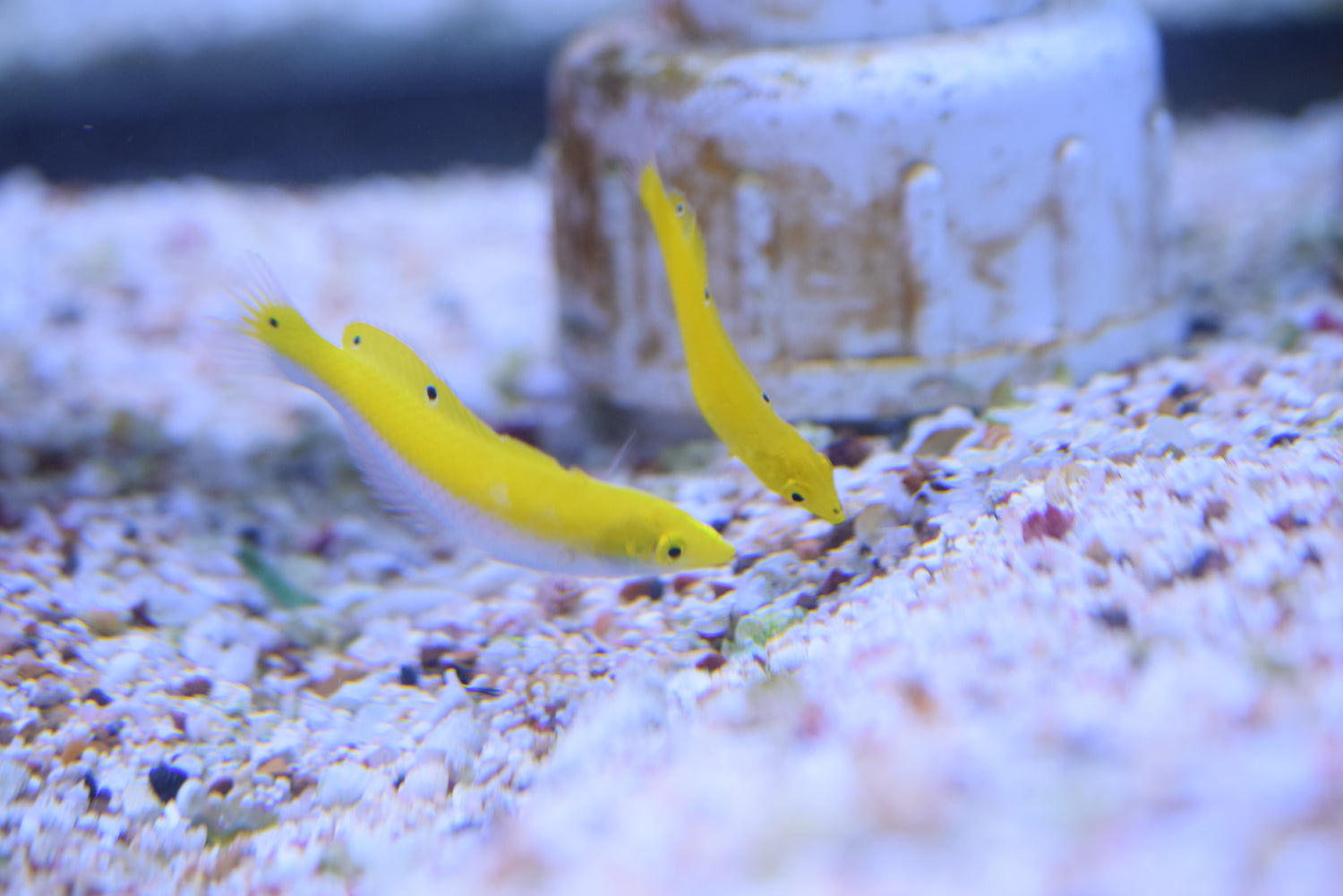 Yellow Coris Wrasse