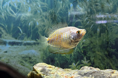 Female Dwarf Gourami