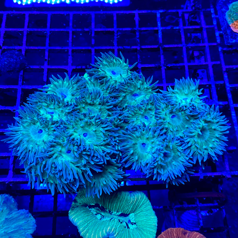 Duncan Coral Colony