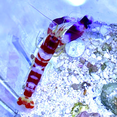 Candy Pistol Shrimp