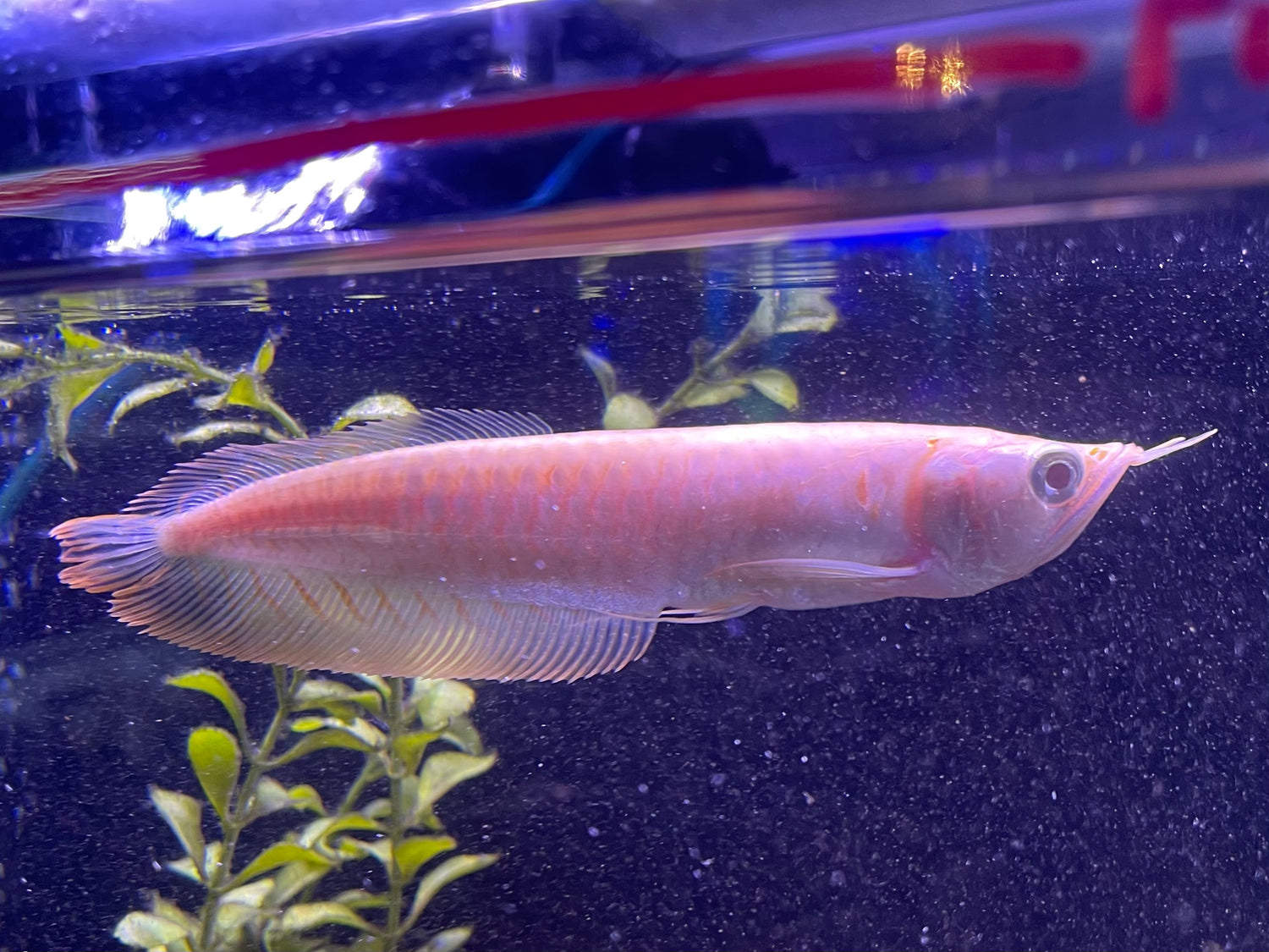 Albino Silver Arowana